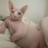tessie_dot_com