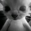 ethxyvz0.0
