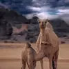lafiski5