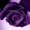user552301054