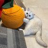 oakandthecat