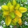 sitilestari653