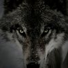 sapphiirewolf