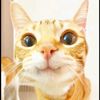 jjcyy_02