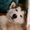 baikal_malamute