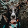 pepper.themix