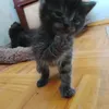 poof_show