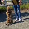 🐆MAX 🐆