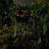 lostintranslation311