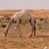 fahad5036