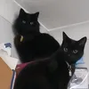 voodoo_theblackcat