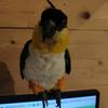 kurush_caique_parrot