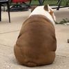 mondopoopoffthehighdive