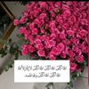 safaaa121288