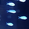 feelsobloo
