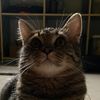 hewhewcat