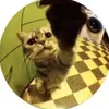 kokosnuss258