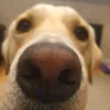 iloveharley1