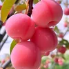tusiab6kj96