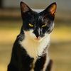 ahmad_ali_513