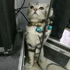 cute.cat2566