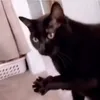 __biscuit