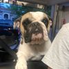 guinness_thebulldog