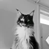 TED