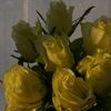 dima43341
