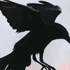 kingcrow0922