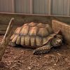 bloomingturtle