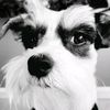 pets_r_everything
