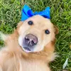 ferrythegolden