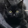 midnightpaws0