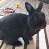 bunniesbeforehunnies