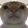 mr.cat_uia