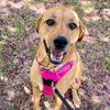 piperannpup