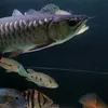 arwana_datz