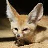 waxyfennec