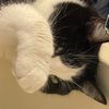 .captain_cat