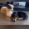 flashfox7