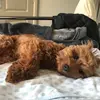 cavapoomax