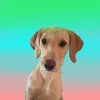 _bearthelabradoodle_