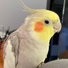 mo_the_crazycockatiel