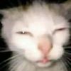 gatopuntocoml