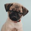Walter the Pug