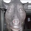 zereff_drgnl