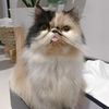 djumthecat