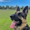 piper_gsd