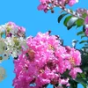 chualanhban14101505